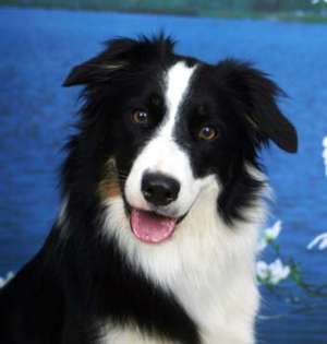 Rezervari catei Border collie