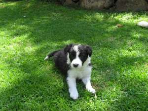 Rezervari catei Border collie