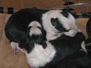 Rezervari catei Border collie