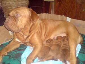Dog de Bordeaux