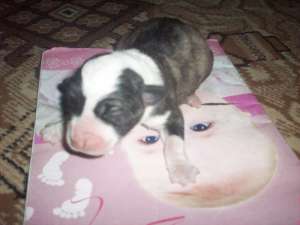 Michel mascul Border collie