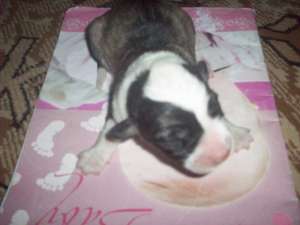 Michel mascul Border collie