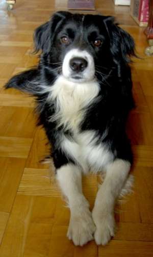 Michel mascul Border collie