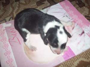 Bobitza catel border collie