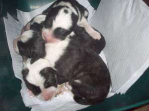 Bobitza catel border collie