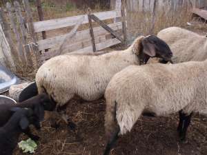 Vand 30 oi carabase,  montate cu berceci bulgaresti si 3 berbeci bulgaresti