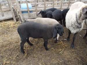 Vand 30 oi carabase,  montate cu berceci bulgaresti si 3 berbeci bulgaresti