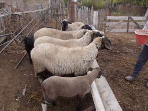 Vand 30 oi carabase,  montate cu berceci bulgaresti si 3 berbeci bulgaresti