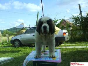Vand catei saint bernard cu pedigree