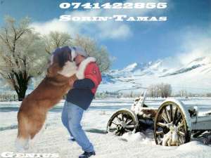 Vand catei saint bernard cu pedigree