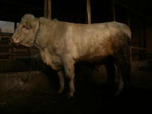 Taur charolais de vanzare