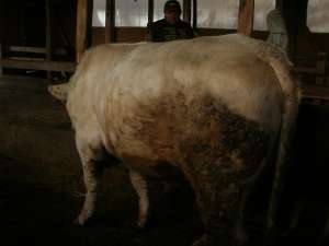 Taur charolais de vanzare