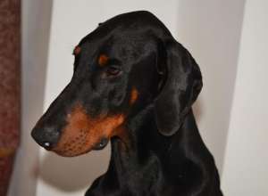 Canisa,  oferim mascul dobermann