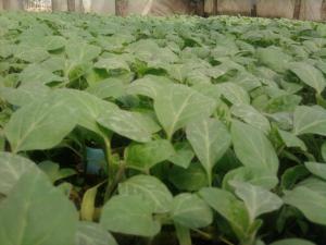RASADURI DE LEGUME