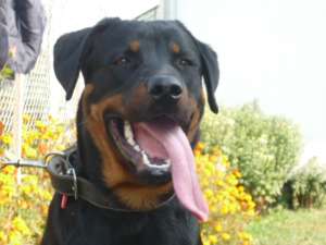 Rottweiler hunter
