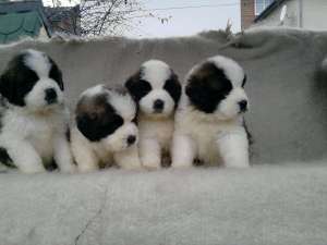 Pui saint bernard de vanzare