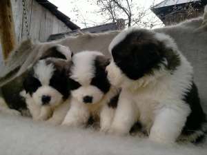Pui saint bernard de vanzare
