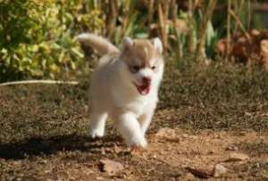 VAND PUI HUSKY PARINTI DEOSEBITI CU PEDIGREE