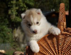 VAND PUI HUSKY PARINTI DEOSEBITI CU PEDIGREE