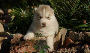 VAND PUI HUSKY PARINTI DEOSEBITI CU PEDIGREE