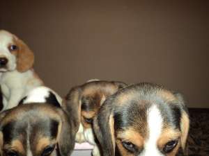 vand pui beagle