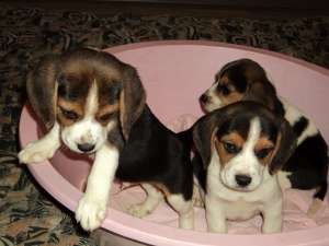 vand pui beagle