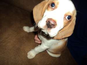 vand pui beagle