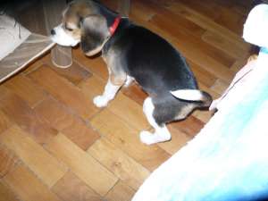 Pui Beagle