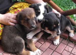 Donez urgent 3 catei superbi