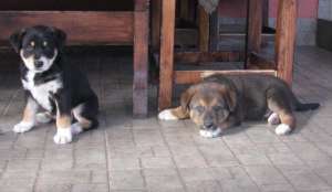 Donez urgent 3 catei superbi