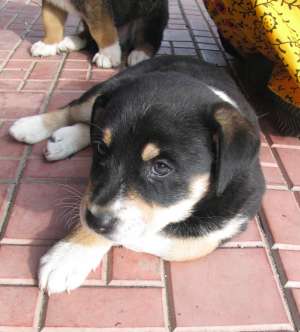 Donez urgent 3 catei superbi