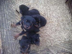 Pui Rottweiler 2 luni - 100Euro