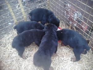 Pui Rottweiler 2 luni - 100Euro