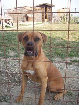 BOXER GERMAN PENTRU MONTA