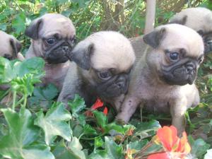 MOPS DE VANZARE