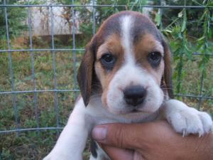 BEAGLE DE VANZARE