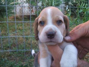 BEAGLE DE VANZARE