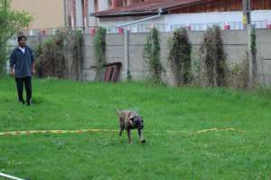 Dresaj canin Probergerk9