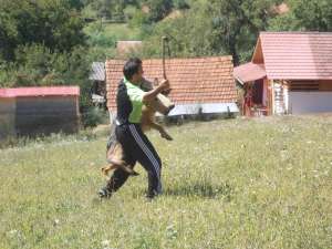 Dresaj canin Probergerk9