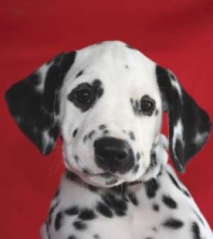 adorabil Dalmatin cățeluș