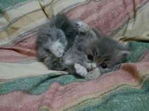 spre adoptie pisicute gri tigrate