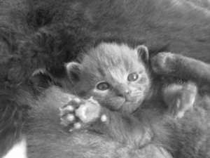 spre adoptie pisicute gri tigrate