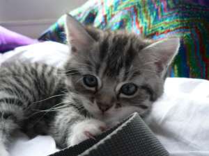 spre adoptie pisicute gri tigrate