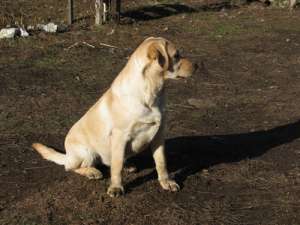 ofer labrador cu pedigree
