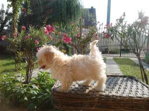 Caut bichon havanez pentru inperechere