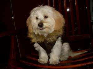 Caut bichon havanez pentru inperechere