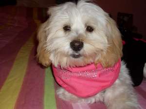 Caut bichon havanez pentru inperechere