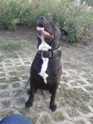 Mascul superb amstaff monta