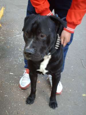 Mascul superb amstaff monta