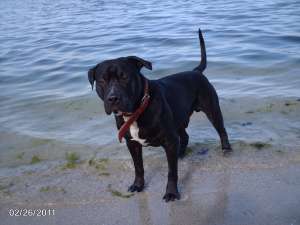 Mascul superb amstaff monta